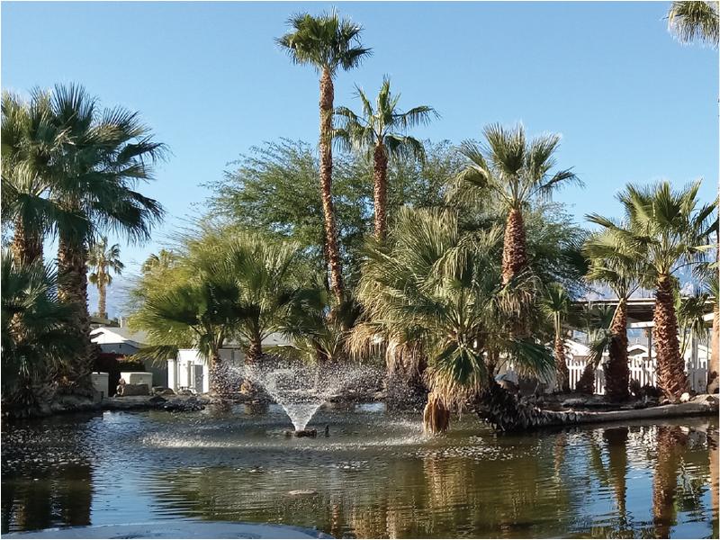 Desert Palms
